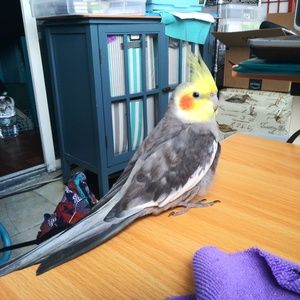 Meet your Posher, Melanie